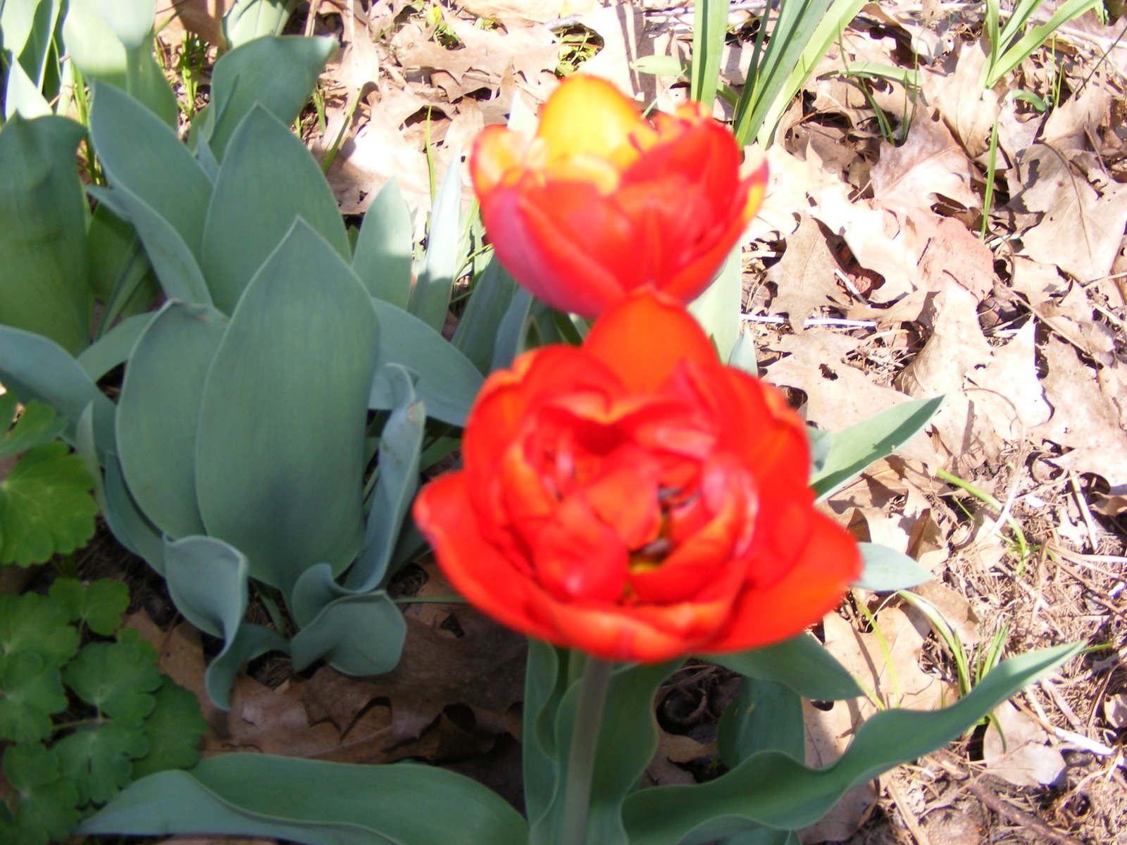 [Tulips+006.jpg]