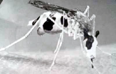 [cowsquito.jpg]