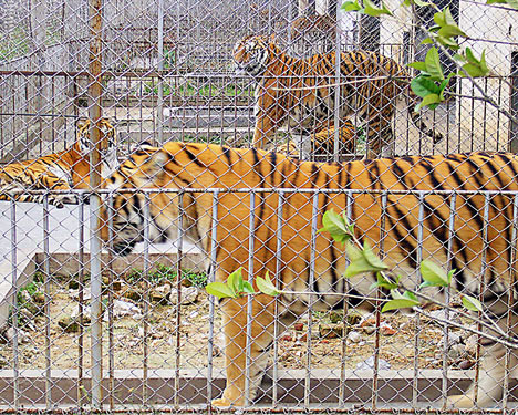 [tigers+in+cages.jpg]