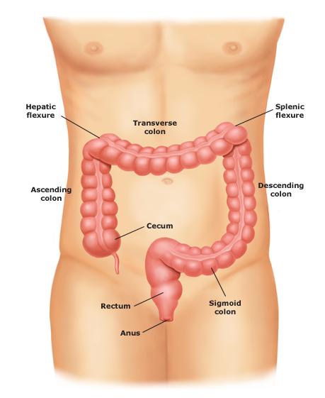 [Diagram_colon_rectum.jpg]
