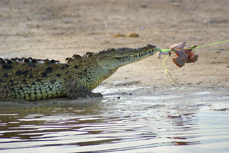 [Crocodile+Feeding+013.jpg]