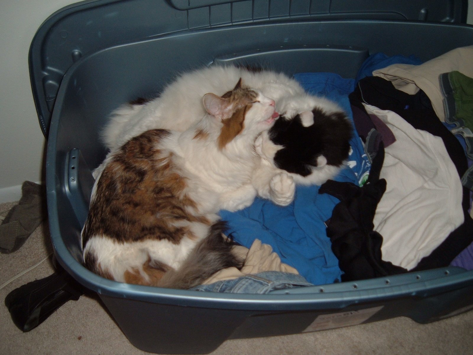 [kitties+in+laundry.jpg]
