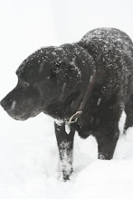 'DEXTER-DOG" - 12 YEARS OLD DECEMBER, 2007