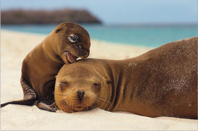 [HEY+MOM,+LISTEN+TO+THIS+-+PHOTO+OF+SEAL+MOM+AND+PUP.jpg]