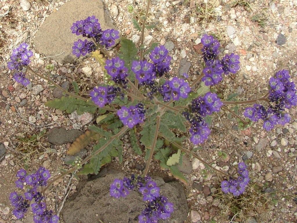 [Purple+Blossoms+for+Mom+from+Desert.jpg]