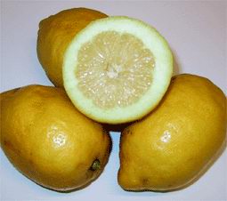 [limoni2.jpg]