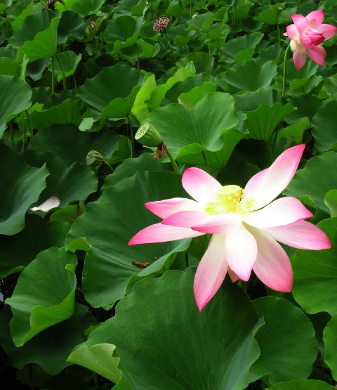 [lily+pond+3.BMP]