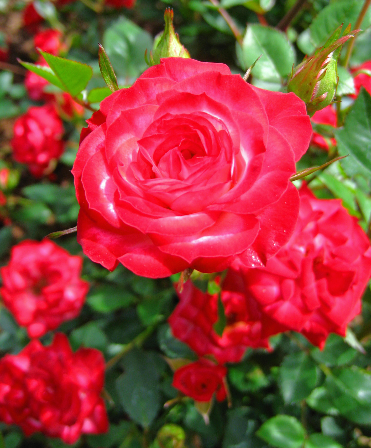 [red+roses.jpg]