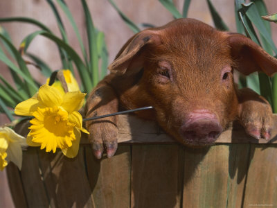 [1153290~Domestic-Piglet-in-Bucket-with-Daffodils-USA-Posters.jpg]