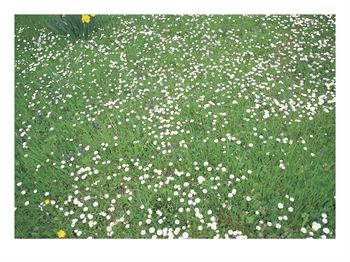 [041101_1976_1228_ashs~Flowers-Growing-on-a-Grassy-Field-Posters.jpg]