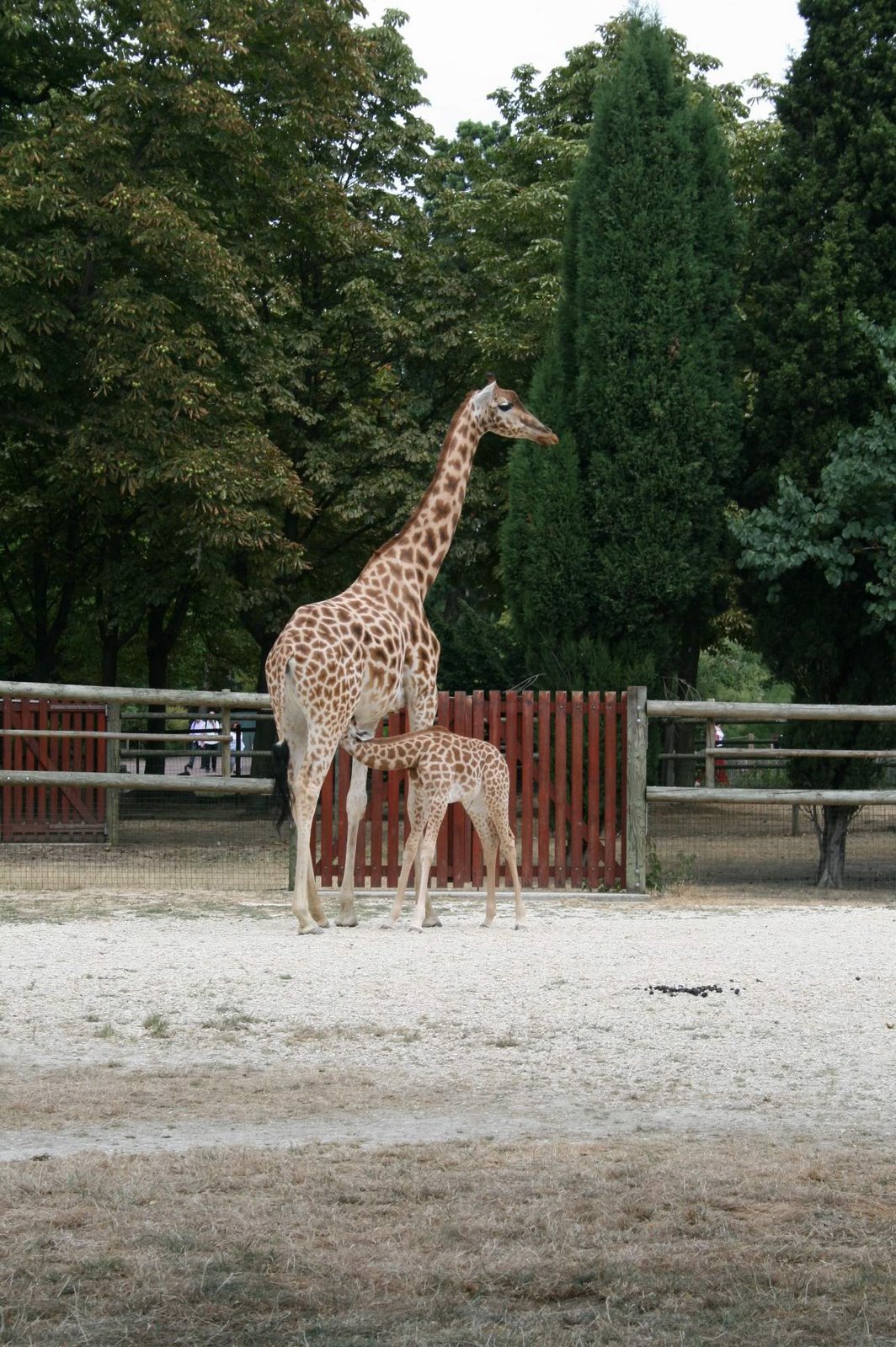 [Zoo+de+Vincennes+023_2.jpg]