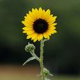 [sunflower1.jpg]