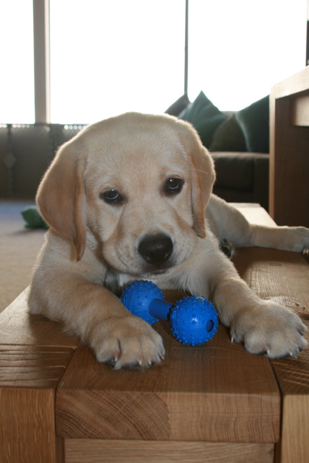 [Cute+yellow+labrador+puppy+Cooper+on+the+bench+with+his+blue+toy.JPG]