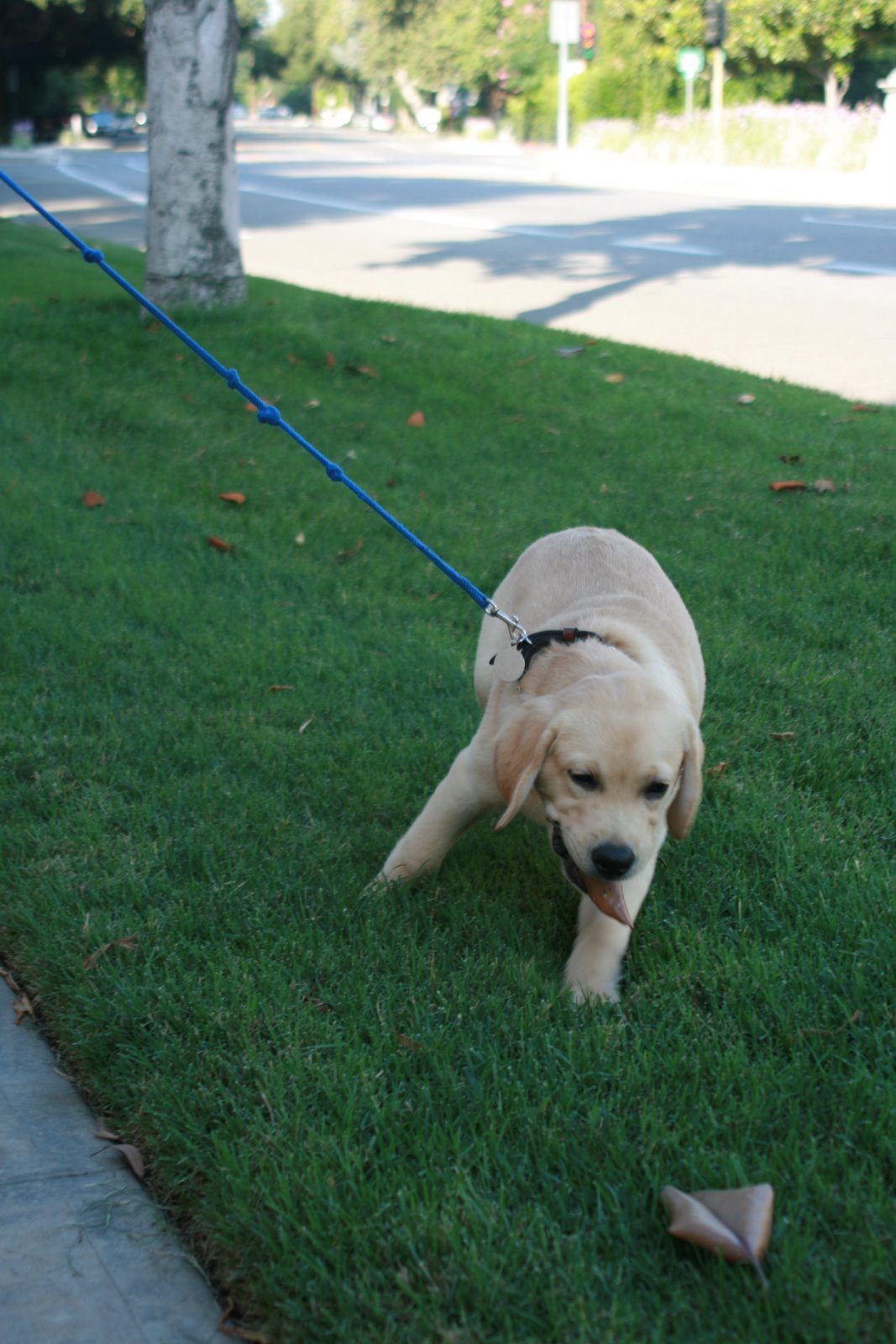 [Puppy+Cooper+second+walk+at+13+weeks+-+with+leaf.JPG]