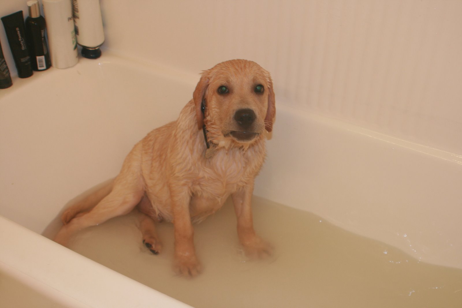 [coopers+second+bath+-+can+I+get+out+now?.JPG]