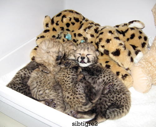 [cheetahcubs.jpg]