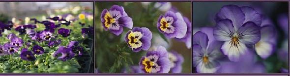 [violetas.bmp]