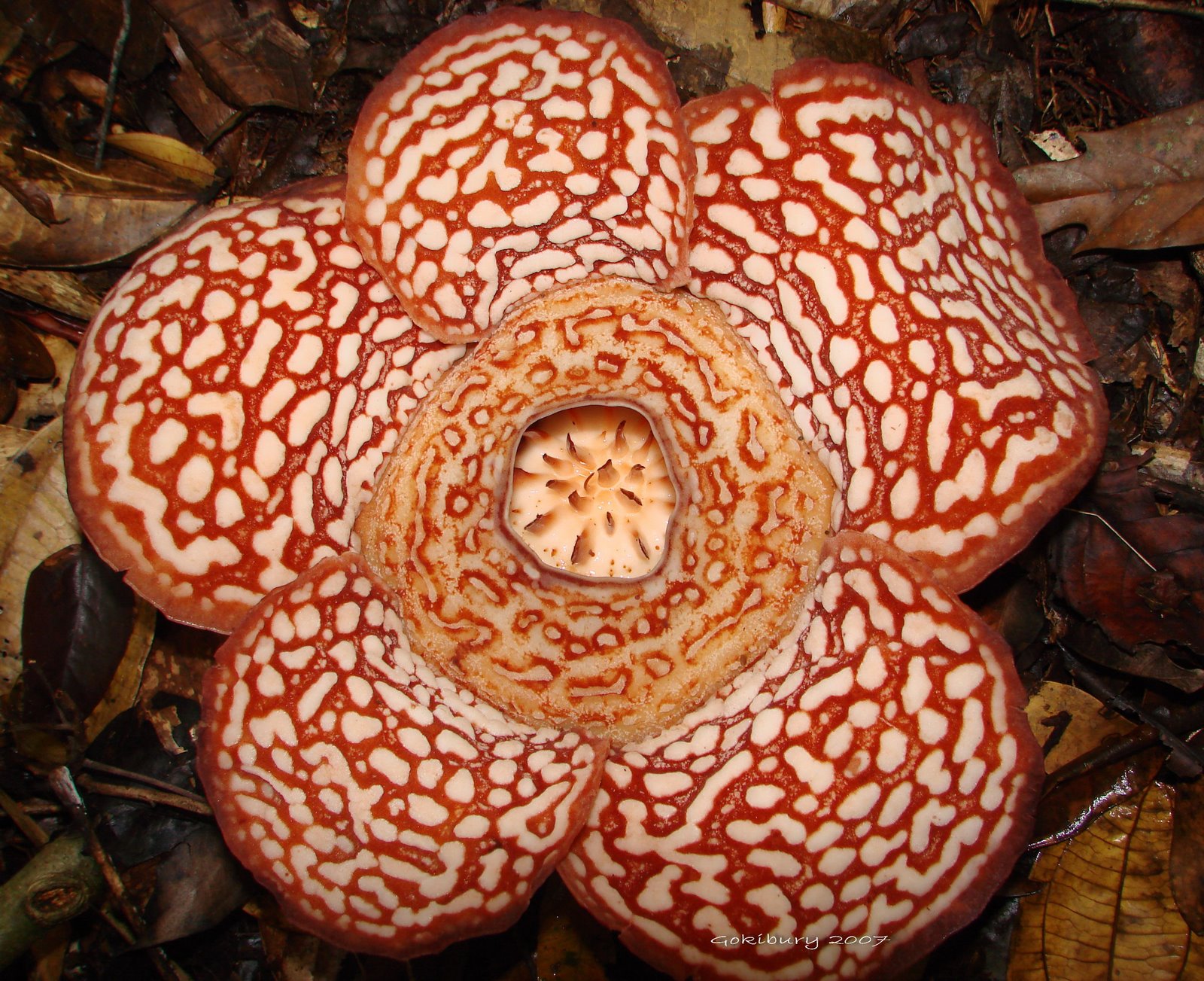 [Rafflesia+Percei.jpg]