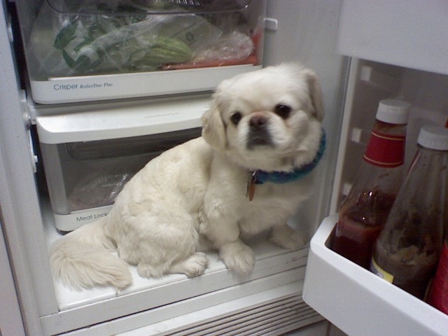 [dog+in+fridge.jpeg]