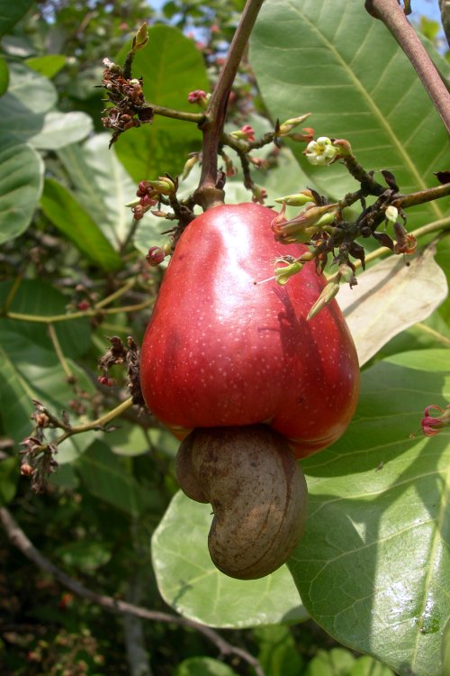 [cashew-fruit.jpg]