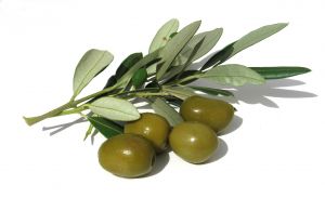 [olives+and+rosemary.jpg]