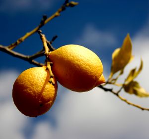 [lemons+on+a+branch.jpg]