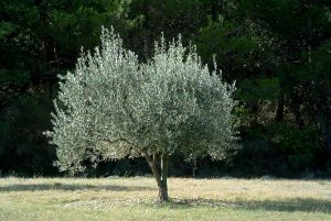 [olive+tree.jpg]