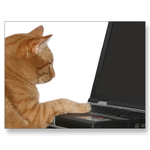 [computing+cat.jpg]