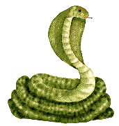 [Ani-Snake.gif]