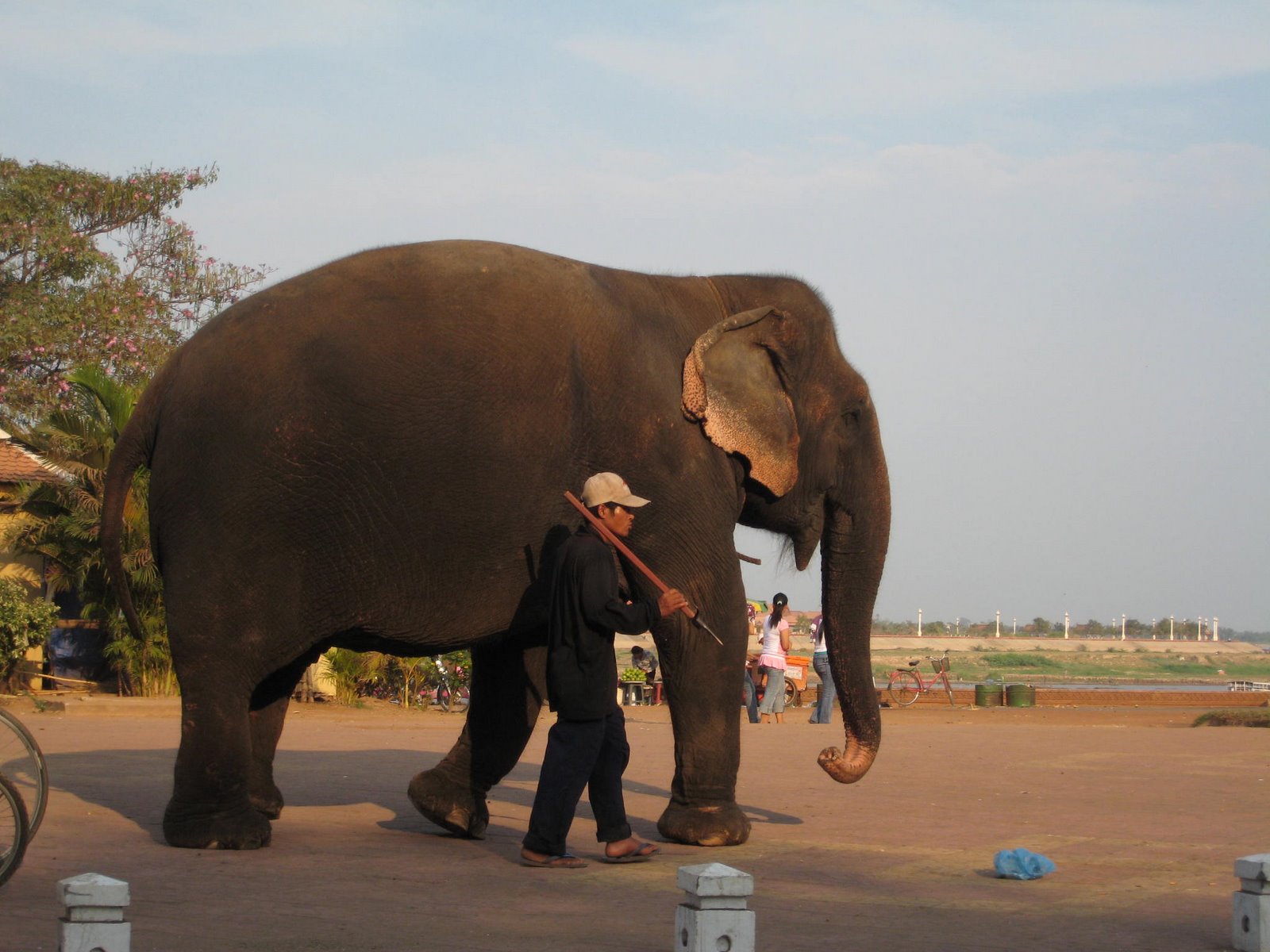 [Cambodge+Vietnam+février-mars+2007+075+un+éléphant+ca+trompe+énormément.jpg]