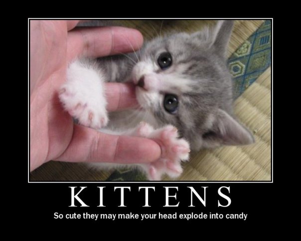 [cat+kittens+so+cute.jpg]