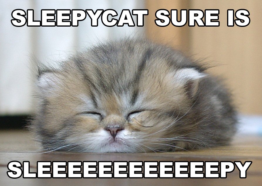 [sleepy+cat.bmp]
