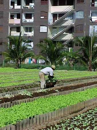 [cuba-urban-agriculture3.jpg]