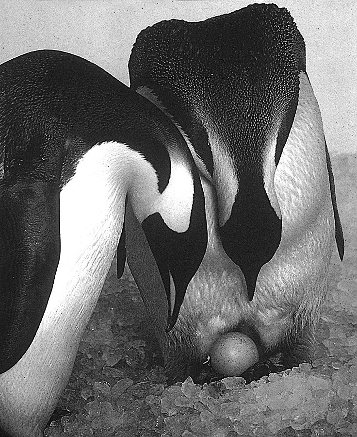 [Penguins-5-Parents&Egg.jpg]