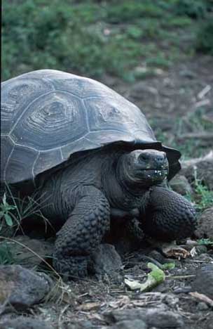 [galapagos-giant-tortoise_487.jpg]