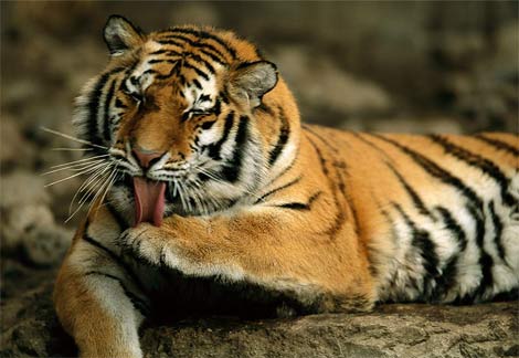 [siberian-tiger-grooming.jpg]