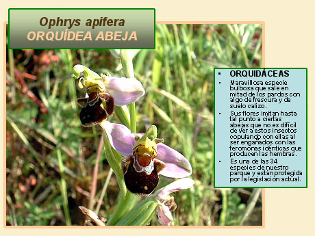 [22.-+Orquídea+abeja.jpg]