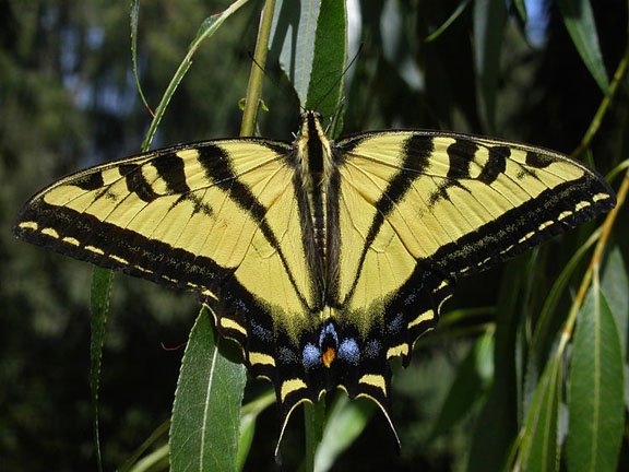 [748px-Wtigerswallowtail.jpg]