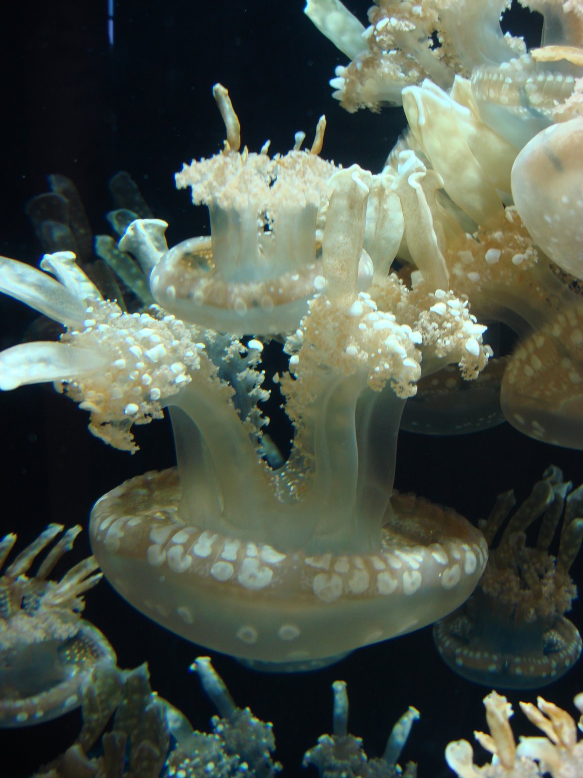 [Jellyfish1.JPG]