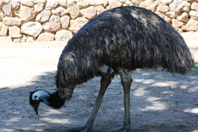 [Emu.JPG]