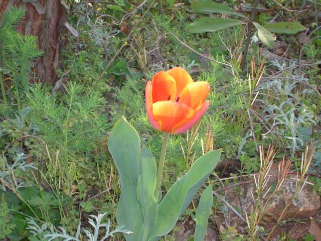 [Resized+Tulip+Blooming+March+23,+2007+002.jpg]