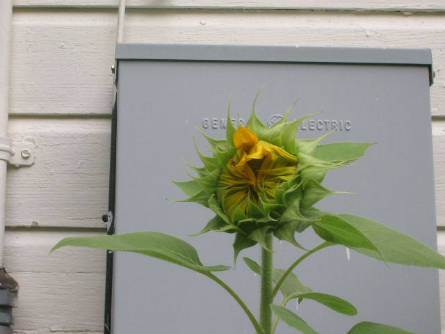 [Future+Sunflower+Bloom.jpg]