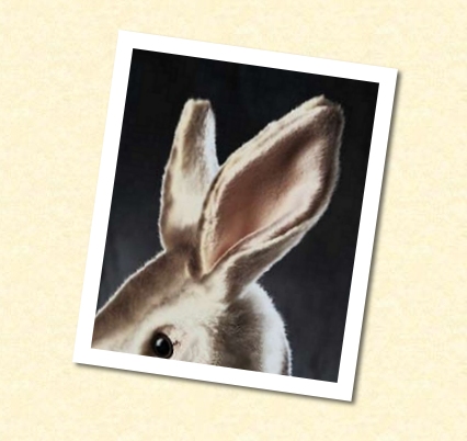 [bunny1.jpg]
