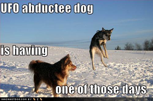 [funny-dog-pictures-ufo-abductee-snow.jpg]