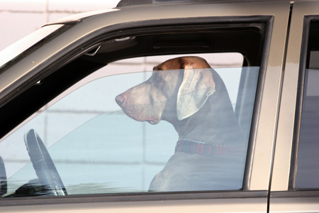 [Driving+Dog.jpg]