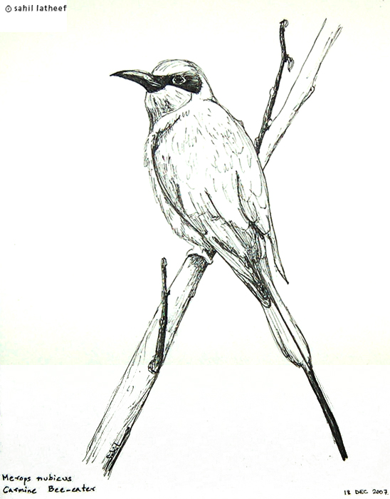 [Bee-eater_Sketch.jpg]