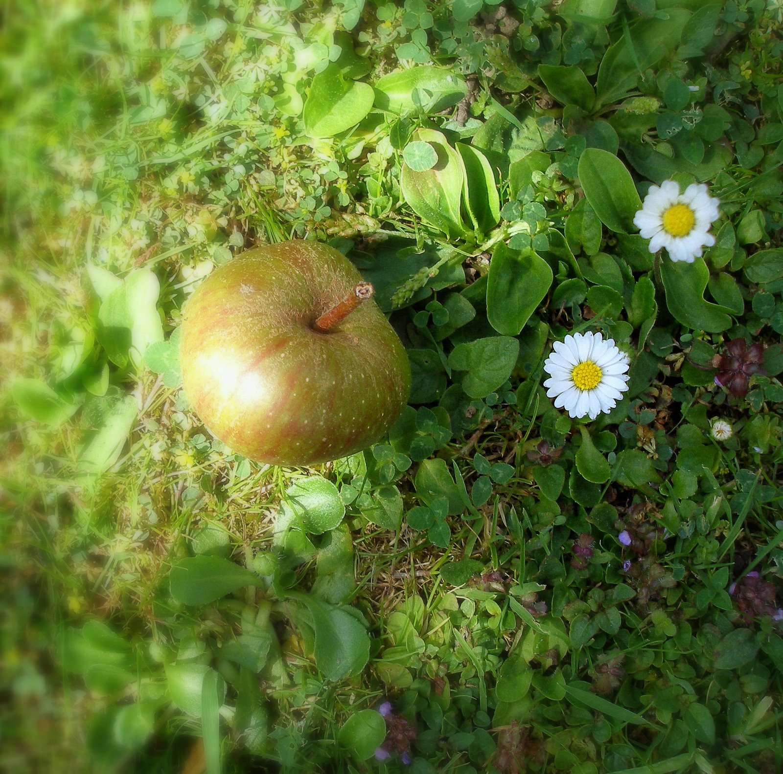 [Under+the+apple+tree..jpg]