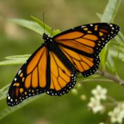 [180px-Monarch_Butterfly_17-03-2006_6-44-40_p.m..JPG]