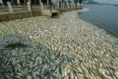 [pollution+kills+fish.+1jpg.jpg]