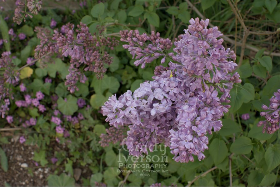 [Lilacs.jpg]